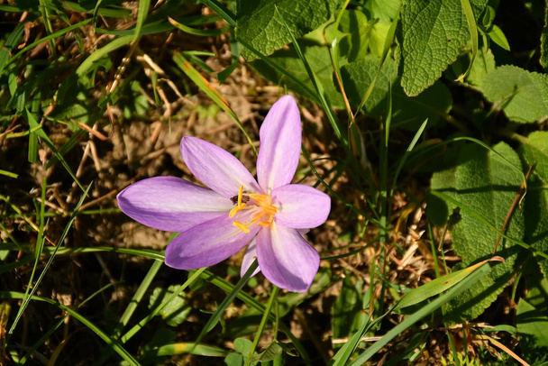 Meadow saffron in autumn in Germany - Photo, Image