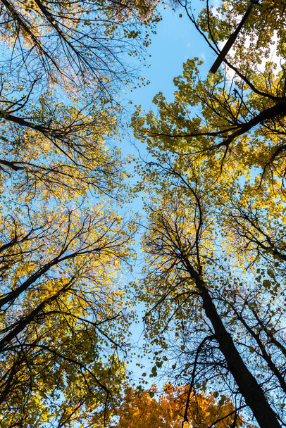 秋の木々青い空に対する野生の角度ビュー - 写真・画像