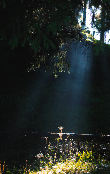Сосновый лес, капли воды на деревья, туман вокруг него, солнечный свет - Фото, изображение