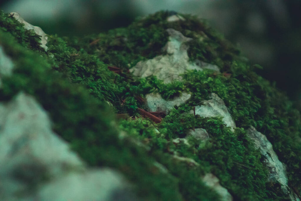 Groene mos op rotsen, berg, prachtige natuur - Foto, afbeelding
