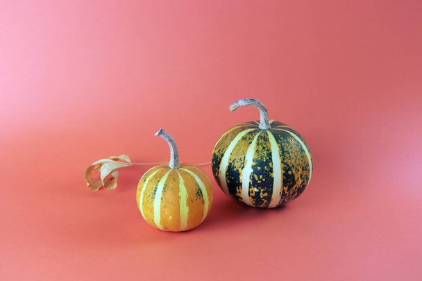 Kürbisse auf orangefarbenem Hintergrund, Erntedank, Ernte, Herbst, Halloween - Foto, Bild