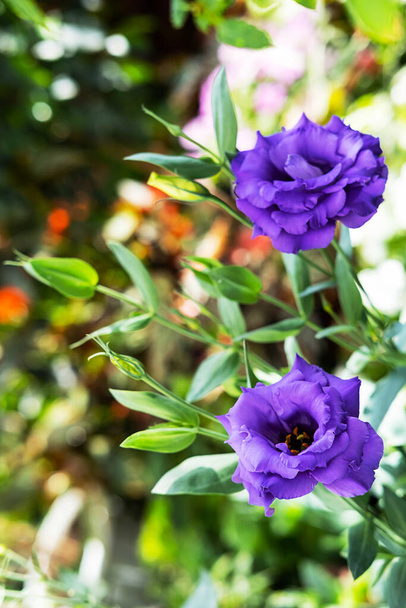 Фіолетова еустома або квіти лізіантуса в саду. Фіолетовий тюльпан прерій генуезький або блакитний дзвіночок, крупним планом, вибірковий фокус
. - Фото, зображення