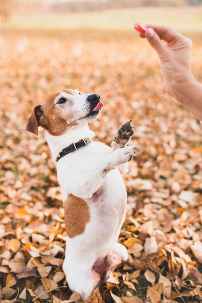 Jack Russell Terrier puppy licks on a treat standing on its hind legs - beggar - Φωτογραφία, εικόνα