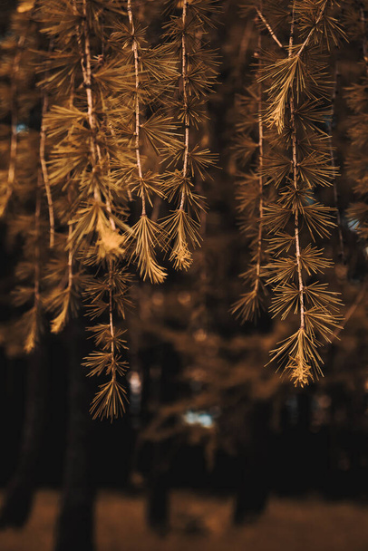 Gold pine branches, blurred background, nature - Photo, Image
