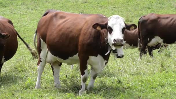 αγελάδα στους ορεινούς βοσκότοπους - Πλάνα, βίντεο