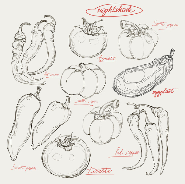 realistic vector hand drawing set of vegetables - Διάνυσμα, εικόνα