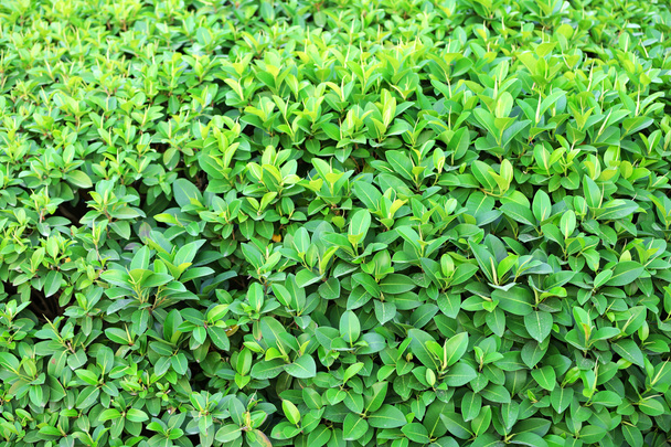 Beautiful green bush - Fotografie, Obrázek