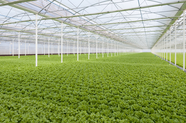 Saláta üvegházhatású - Fotó, kép