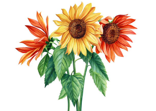Watercolor illustration with a bouquet of sunflowers and green leaves on a white background. - Foto, afbeelding