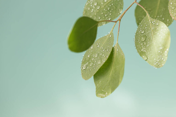 El primer plano de las gotas de agua sobre las hojas verdes del eucalipto. Macro de hoja hermosa con gotas de lluvia. - Foto, imagen