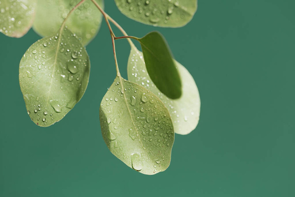 Закрыть капли воды на зеленых листьях эвкалипта. Макроснимок красивого листа с капельками дождя. - Фото, изображение