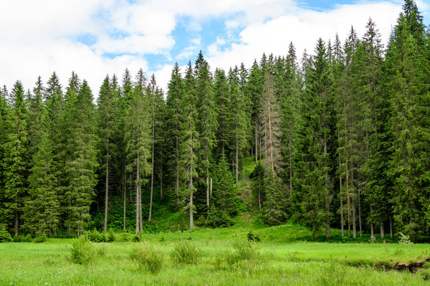 Τοπίο με πολλά μεγάλα πράσινα δέντρα και έλατα σε ένα δάσος στα βουνά, σε μια ηλιόλουστη καλοκαιρινή μέρα, όμορφο εξωτερικό μονόχρωμο φόντο - Φωτογραφία, εικόνα