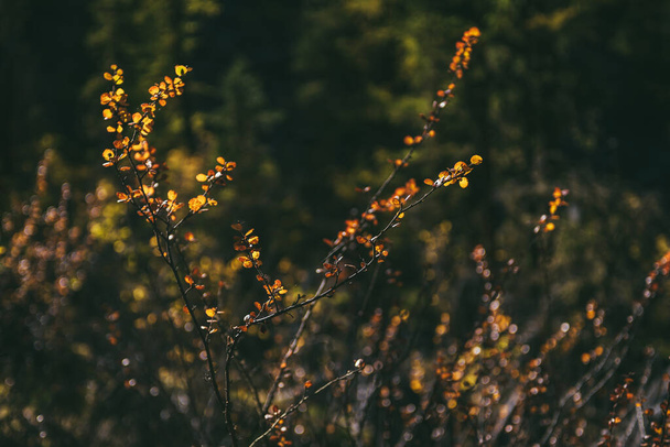 Золотые листья в солнечном свете на фоне осеннего леса боке. Минималистский природный фон с залитыми солнцем желтыми листьями осенью. Сценический минимализм осенних красок. Оранжевые листья осенью. - Фото, изображение