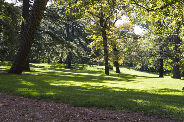 Beautiful park with leafy trees - Фото, зображення