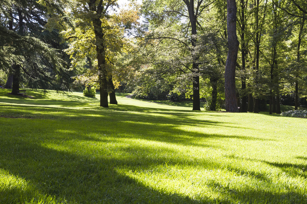 Beautiful park with leafy trees - Zdjęcie, obraz