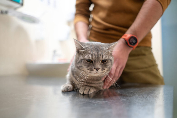 Yüzünde maske olan bir kedinin sahibi veteriner kliniğindeki bir hayvan doktorunun masasında muayene edilmeden önce onu sakinleştiriyor. Bir adam doktora giderken bir evcil hayvana sarılır ve onu rahatlatır.. - Fotoğraf, Görsel