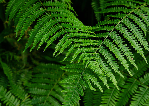 fondo de dos hojas de helecho verde - Foto, imagen