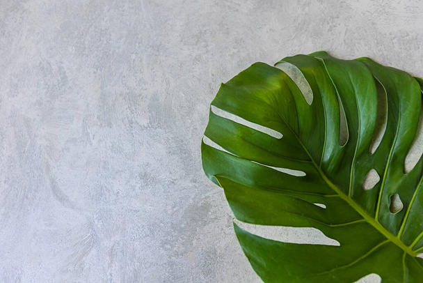 Monstera plant on a gray background. Copy space for text - 写真・画像