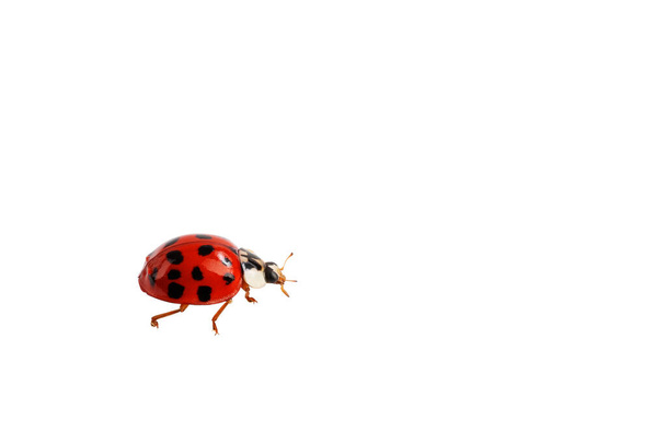 insecto con una concha roja, mariquita aislada sobre un fondo blanco - Foto, Imagen