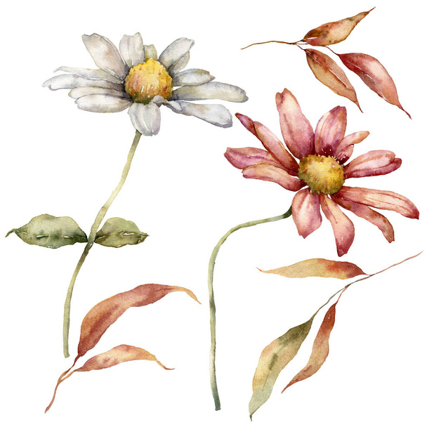 Υδατογραφία φθινοπωρινή σειρά από aster και φύλλα. Χέρι ζωγραφισμένα λουλούδια απομονώνονται σε λευκό φόντο. Floral εικονογράφηση για σχεδιασμό, εκτύπωση, ύφασμα ή φόντο. - Φωτογραφία, εικόνα