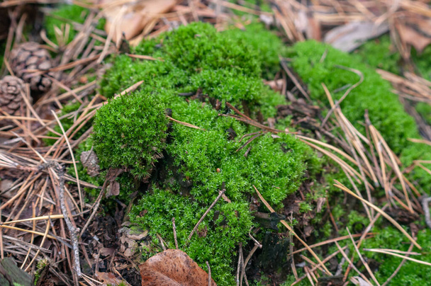 suelo forestal con hojas y musgo verde macro - Foto, imagen