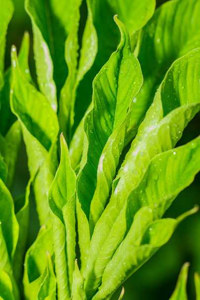 Green leaf - Foto, Bild