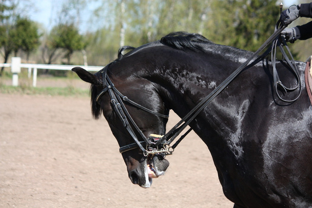 czarny koń portret - Zdjęcie, obraz