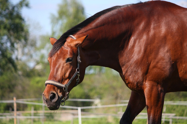 Portrait de cheval brun en été
 - Photo, image