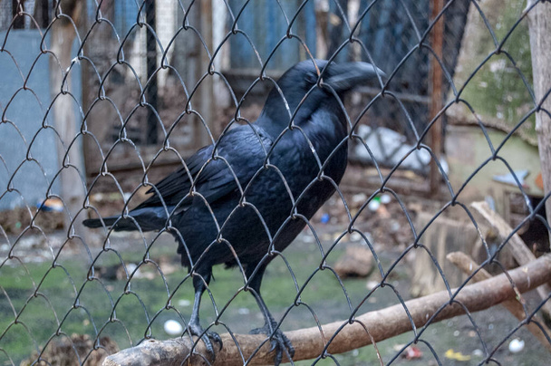 μαύρο κοράκι κοράκι στο κοντινό κλουβί - Φωτογραφία, εικόνα