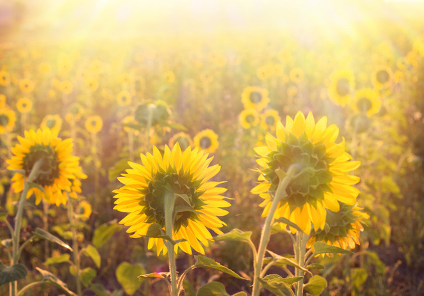 Golden sunflower. - Photo, Image