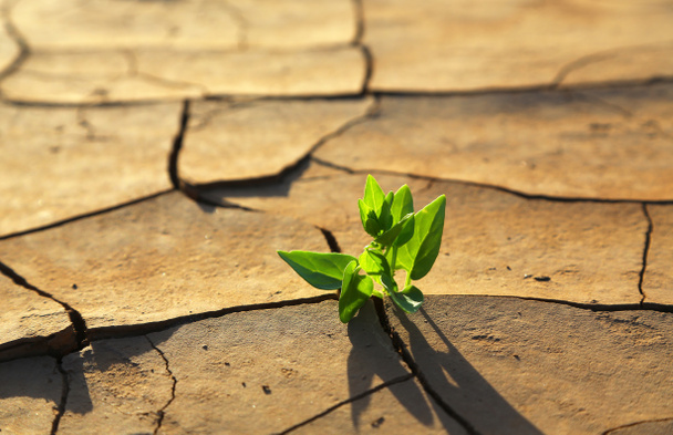 Plant growing through dry cracked soil - Photo, Image