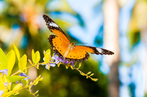 színes narancssárga pillangó nyáron látképe - Fotó, kép
