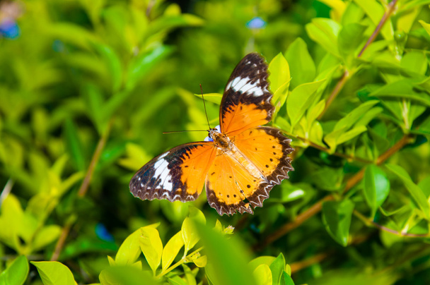 вид на барвистий Помаранчева метелик в літній час - Фото, зображення