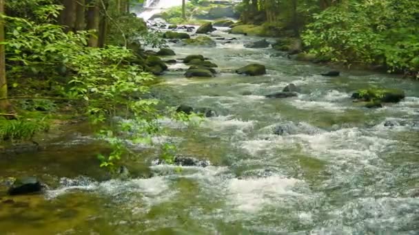 ビデオ 1080 - 森の小さな川です。チェンマイ、タイ - 映像、動画