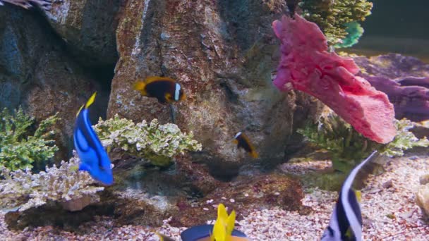 Video 1080p - Colorful tropical fish in aquarium - Footage, Video