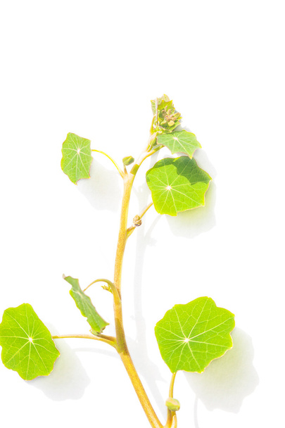 Green nasturtium leaves on white background. - Fotoğraf, Görsel
