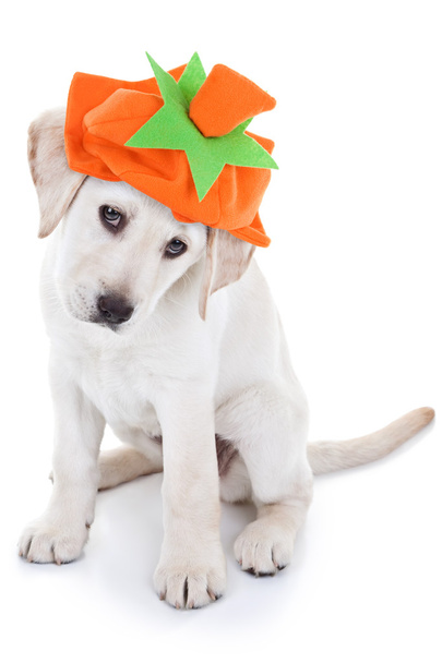 Thanksgiving Pumpkin Dog - Foto, Imagem