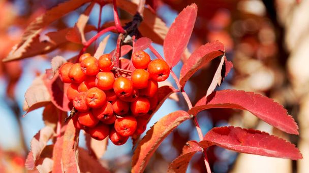Rowan berries on a rowan tree. Rowan tree or mountain ash tree in autumn - Photo, Image