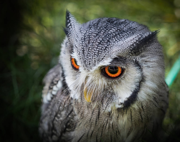 A scenic view of a northern white-faced owl on a blurred background - Foto, imagen