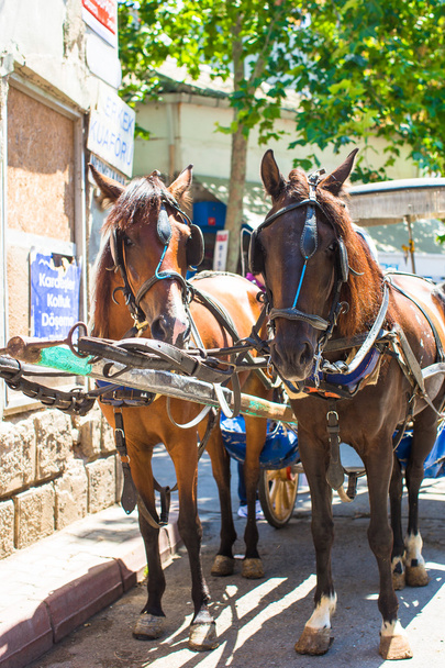Традиционная карета с лошадьми на острове Буюкада, острова Фес
 - Фото, изображение