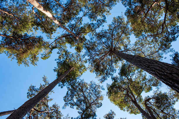 troncos de árboles y coronas miran hacia arriba. mira en un bosque de pinos. cielo azul y coronas de árboles verdes - Foto, Imagen