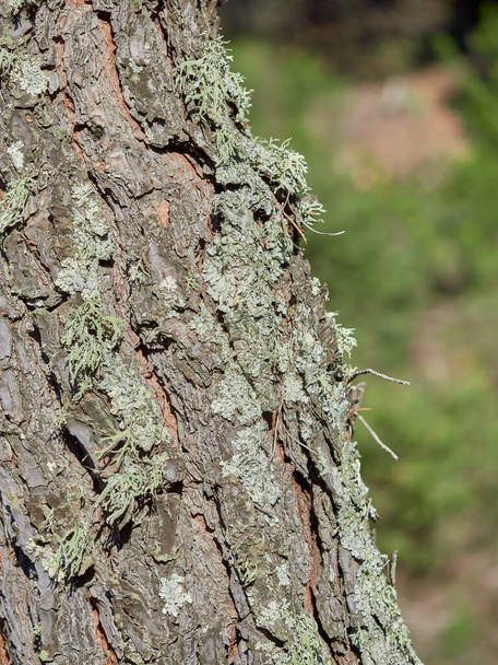 A selective closeup of a mossy bark of an old tree - Foto, imagen
