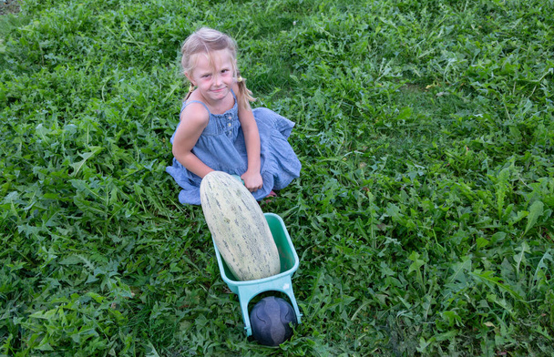 Mała dziewczynka nosi dużego dojrzałego melona "Torpedę" w zabawkowym samochodzie..  - Zdjęcie, obraz