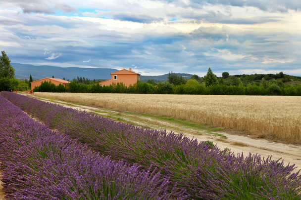 krajobraz lato z pszenicy i Lawenda pole w Prowansji, sout - Zdjęcie, obraz