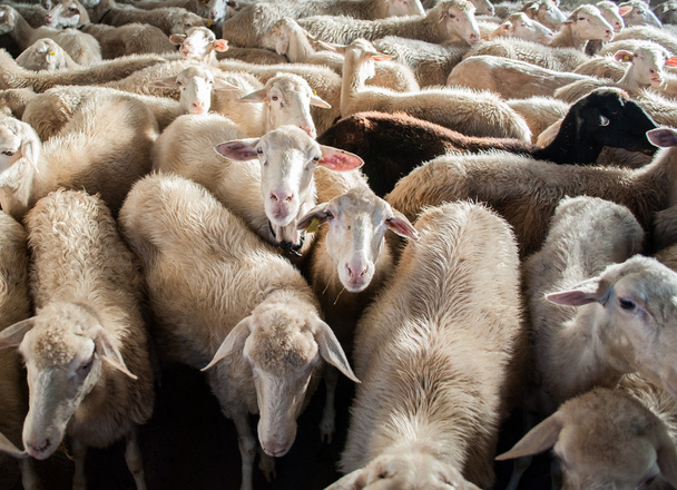 koyun çiftliği - Fotoğraf, Görsel
