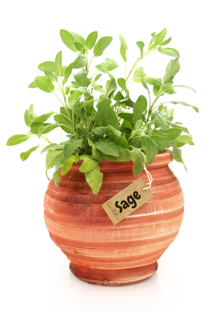 friss zsálya növény clay pot - Fotó, kép