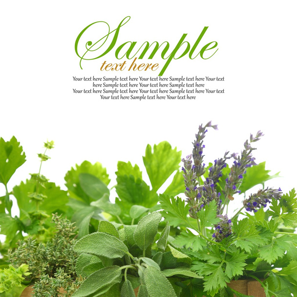 Close up of fresh herbs - Photo, Image