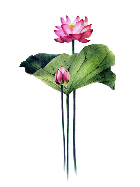 Illustration, poster of a pink Egyptian lotus. Banner water pink lily. Flower with leaves, stems, bud. Hand drawing with pencils and watercolors, isolated on a white background. - Fotoğraf, Görsel