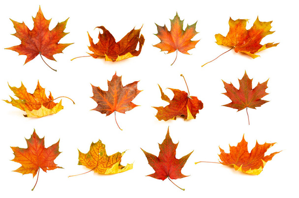 Jesienne liście izolują tło. Czerwony i żółty klon liście jesienią na białym tle puste. - Zdjęcie, obraz