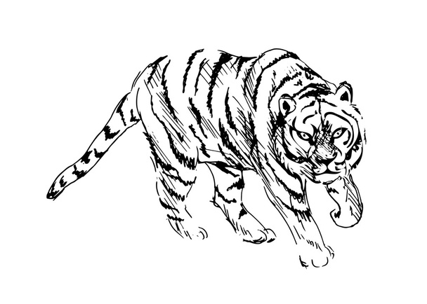 Tiger - Vetor, Imagem